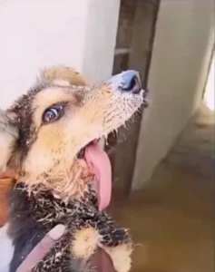 foto solo max